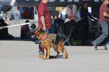 A man in a plaid shirt standing beside a German shepherd wearing a service-dog vest
