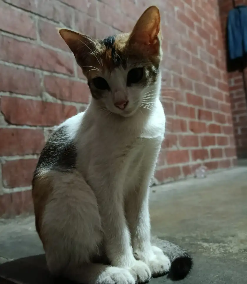 A young calico cat sitting on a concrete step against a brick wall