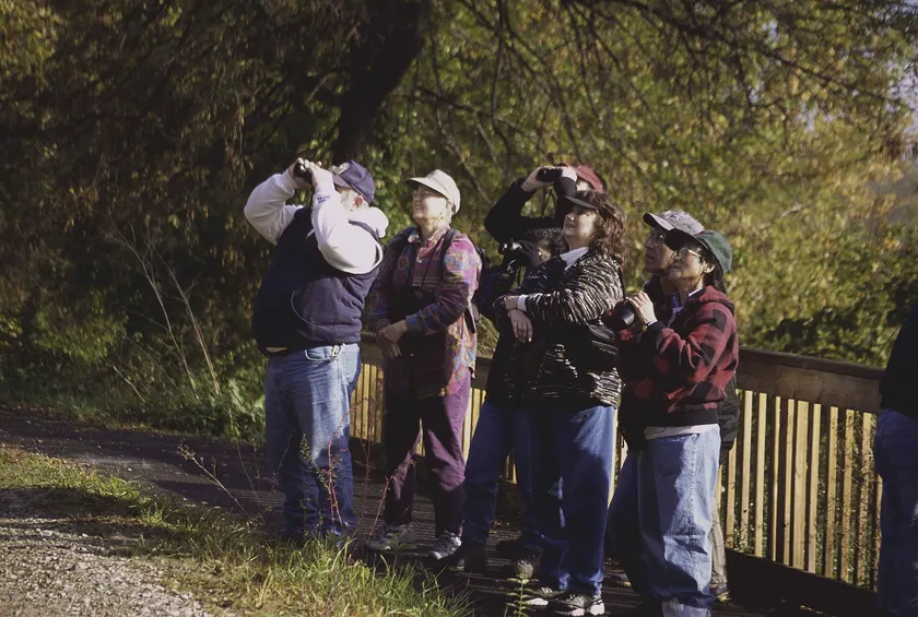 Two adult birdwatchers lifting binoculars toward the trees