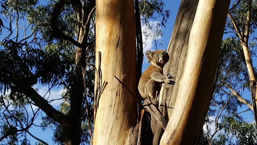 A koala resting in the fork of a eucalyptus tree against a blue sky