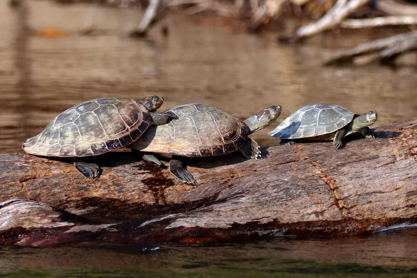Yellow-spotted river turtles resting at the surface of dark water