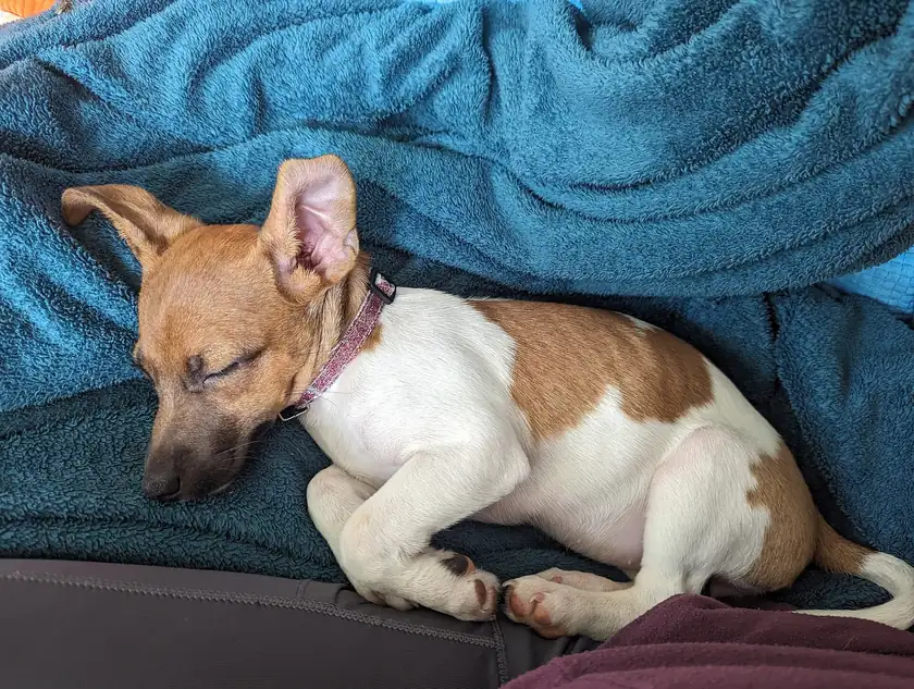 A small white and brown Jack Russell terrier puppy sitting on gravel
