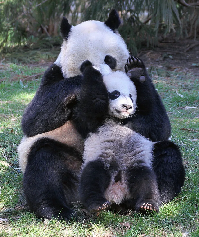 An adult giant panda sitting on grass and holding a cub against its chest